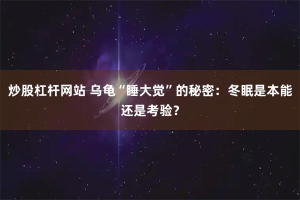 炒股杠杆网站 乌龟“睡大觉”的秘密：冬眠是本能还是考验？